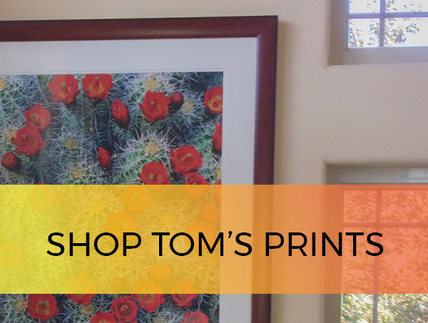 Shop tom till prints cta