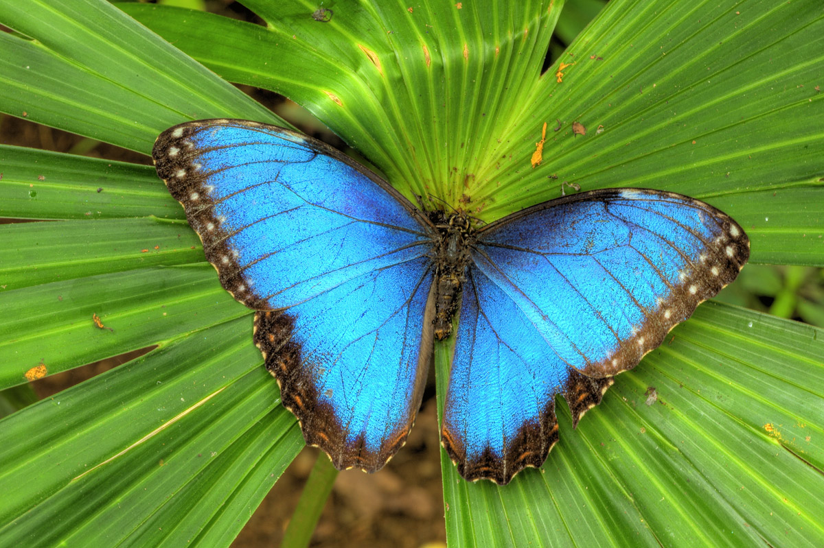 Blue morpho butterfly Costa Rica photographed by Tom Till