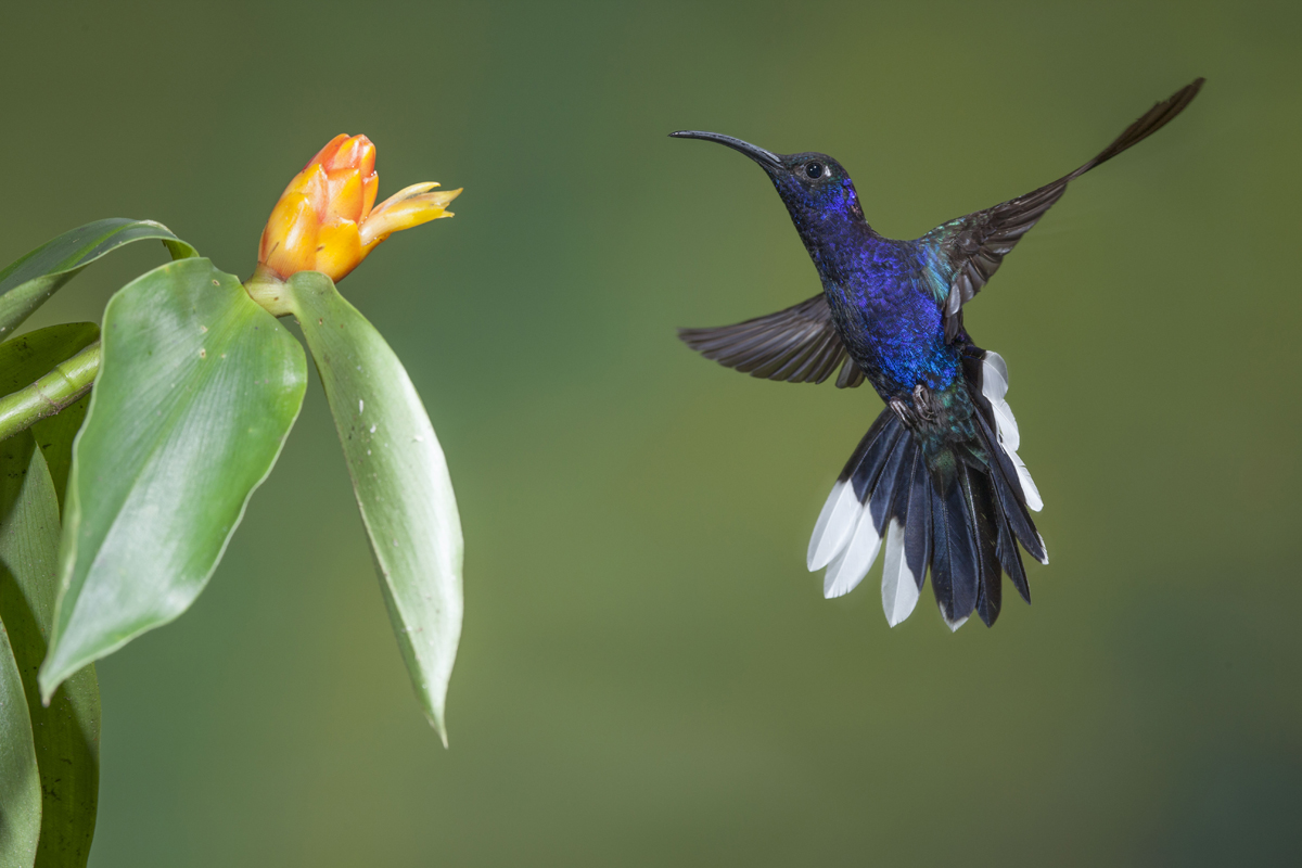 Violet sabrewing hummingbird, Costa Rica photographed by Tom Till