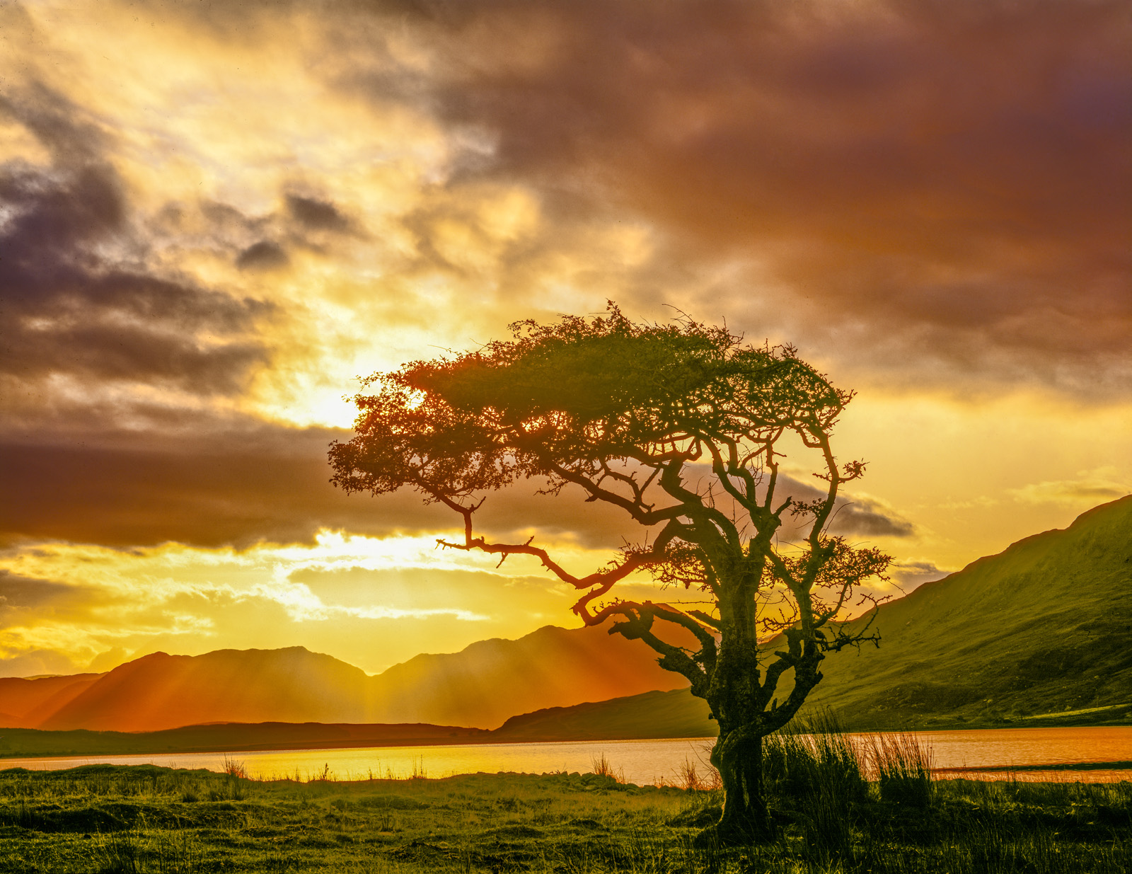 Myrtle tree at dawn, Connemara National Park, Republic of Ireland photographed by Tom Till