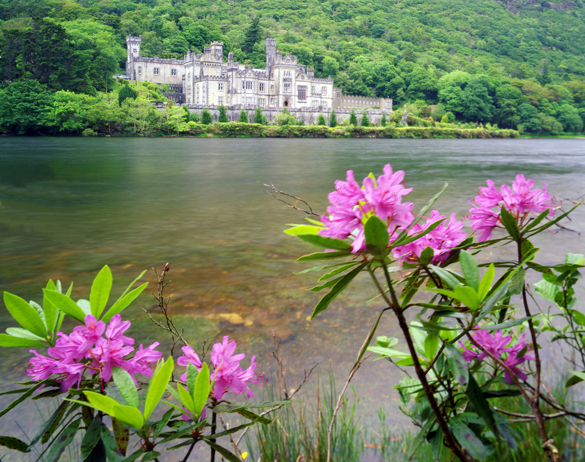 Rhododendron on the banks of Kylemore Lake at Kylemore Abbey, 19th Century Gothic Castle, Connemara, County Galway, Republic of Ireland photographed by Tom Till
