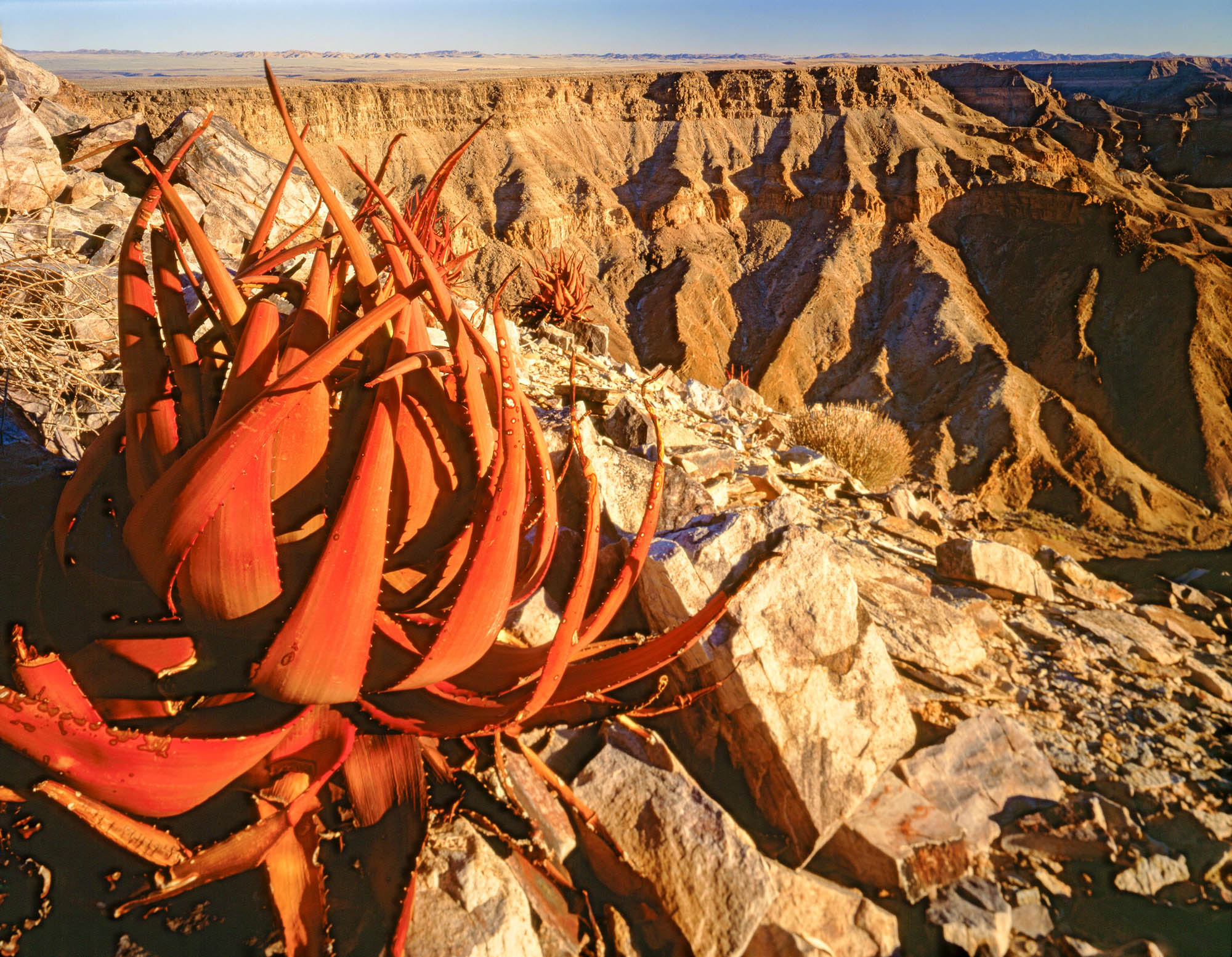 Aloe Plant, Fish River Canyon National Park, Namibia, Africa, photographed by Tom Till