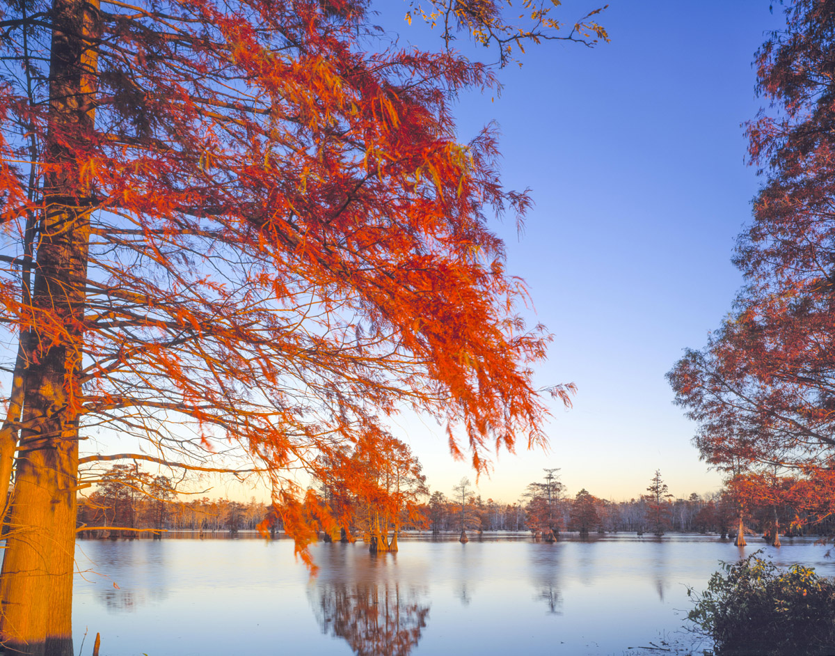 Horseshoe Lake State Conservation Area, Illinois, Bald Cypress photographed by Tom Till